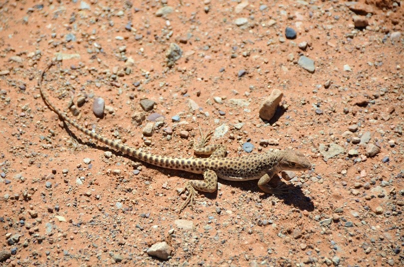 desert iguana outdoors