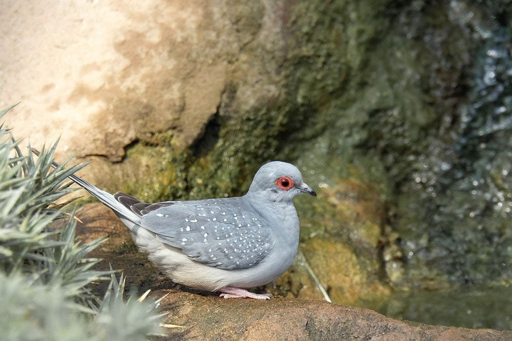 diamond dove