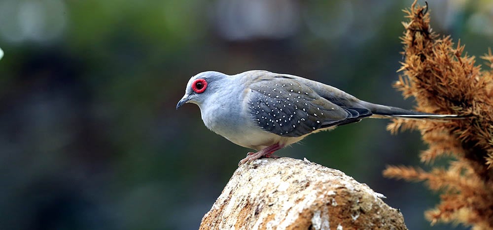 Diamond Dove
