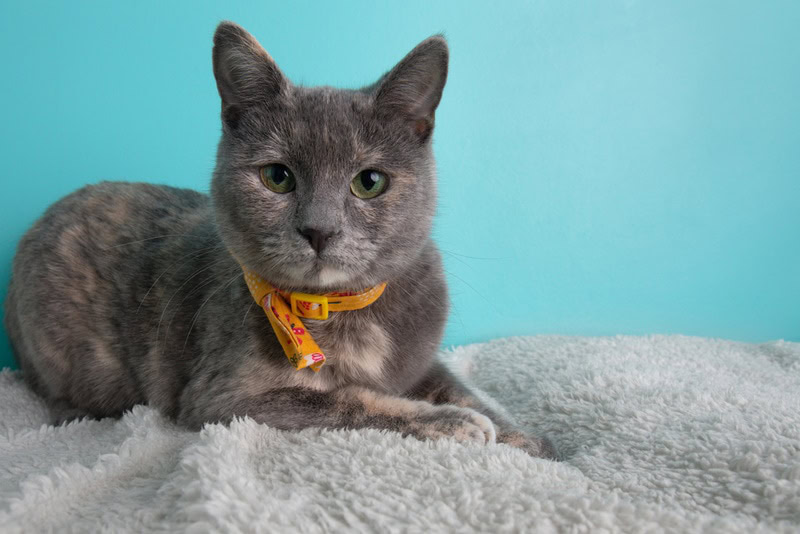 Dilute Tortoiseshell Cat Lying