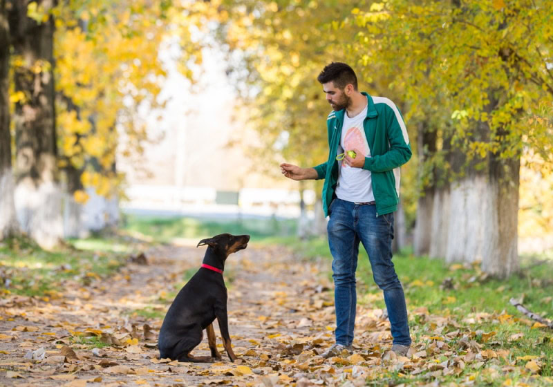 doberman pincher training