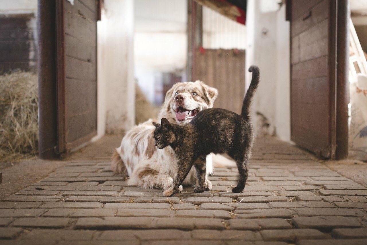 dog-and-cat-1750774
