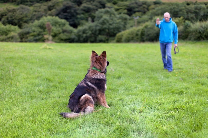 dog and trainer_Nicky Rhodes_Shutterstock