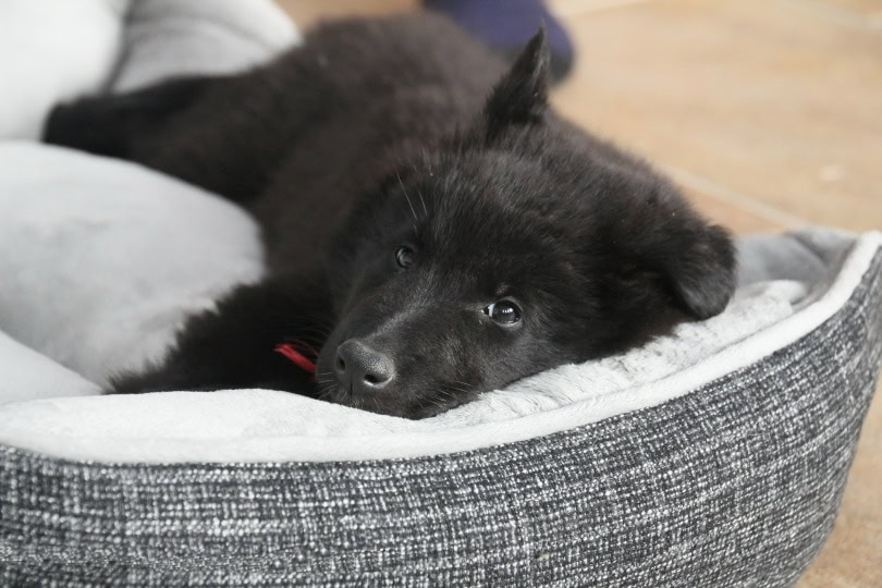 dog in bed_MeHe_Pixabay