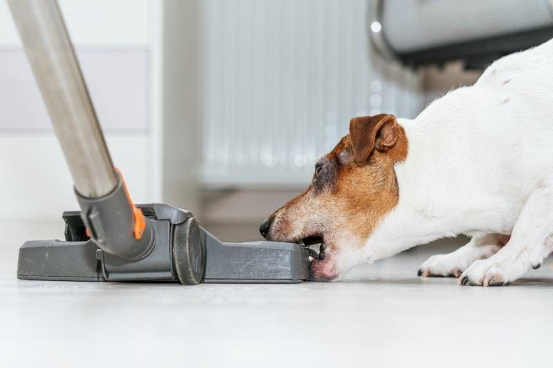dog bites with sharp teeth brush of vacuum cleaner