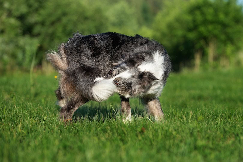 dog chase tail