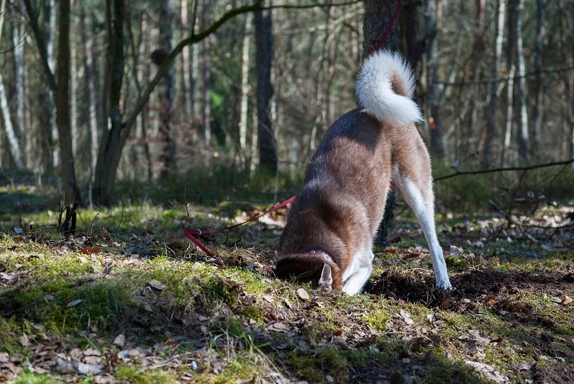 dog-digging-pixabay