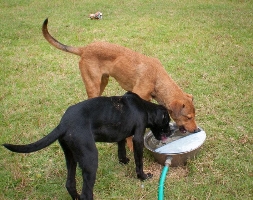 dogs drinking