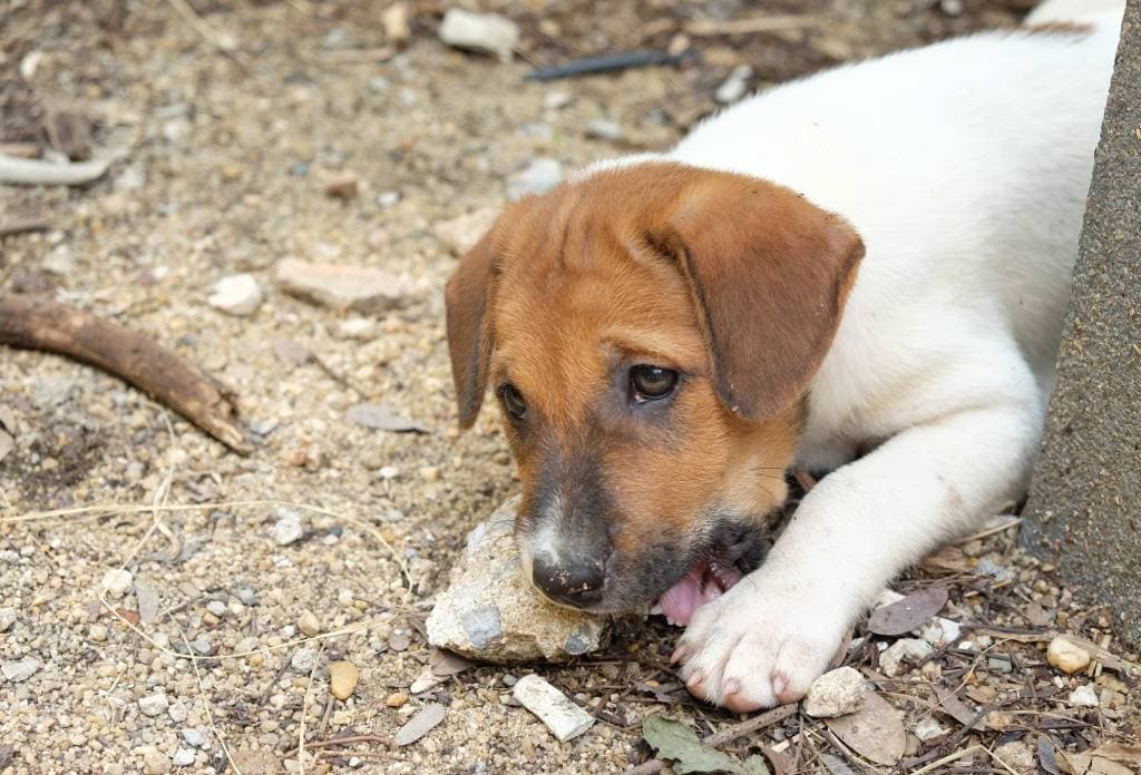 dog eating rock