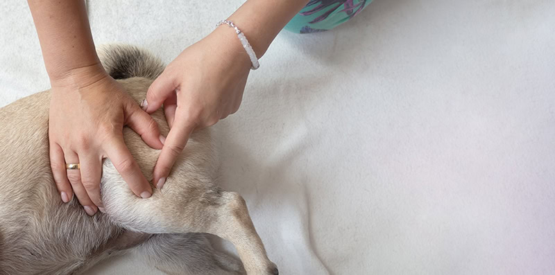 dog getting a massage in veterinary clinic