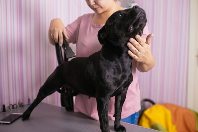 dog grooming_DuxX_Shutterstock
