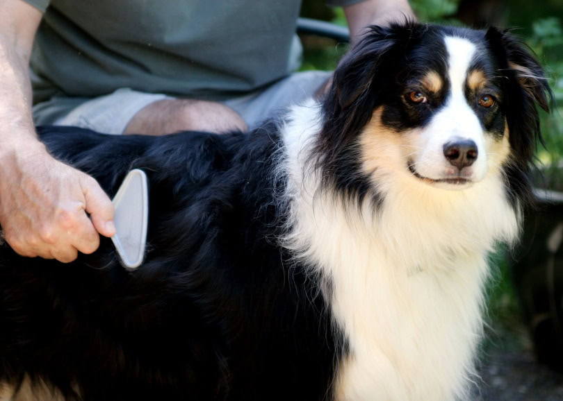 dog hair brushing_Jennie Book_Shutterstock