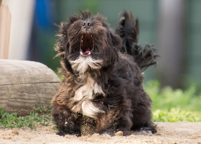 dog howling in pain