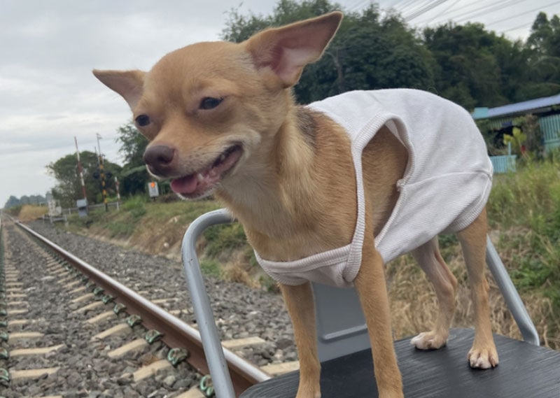 dog in dobby harry potter costume