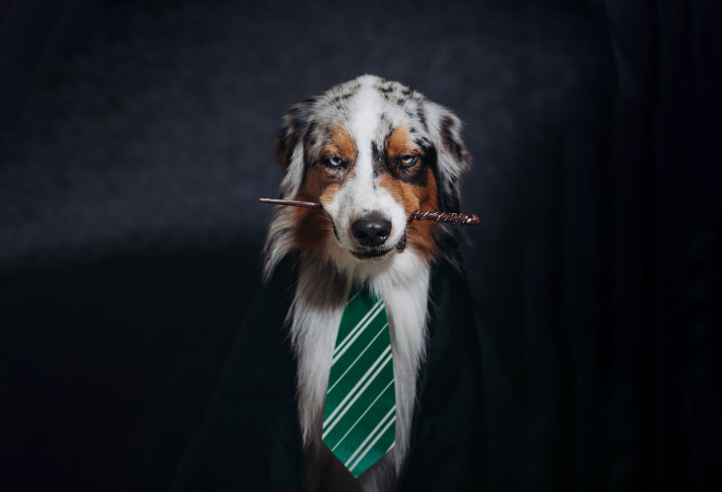 dog in slytherin harry potter costume