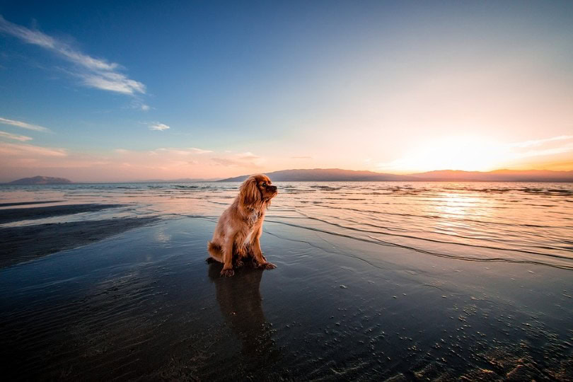 dog in the beach