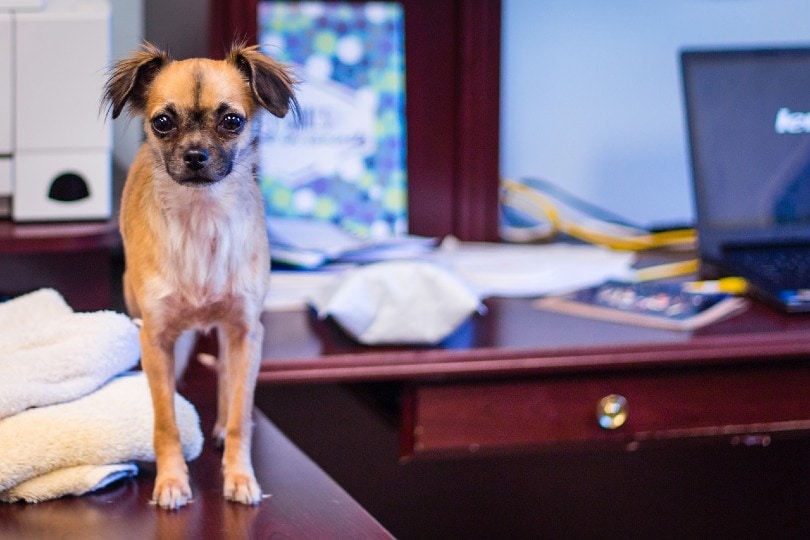 dog in the office