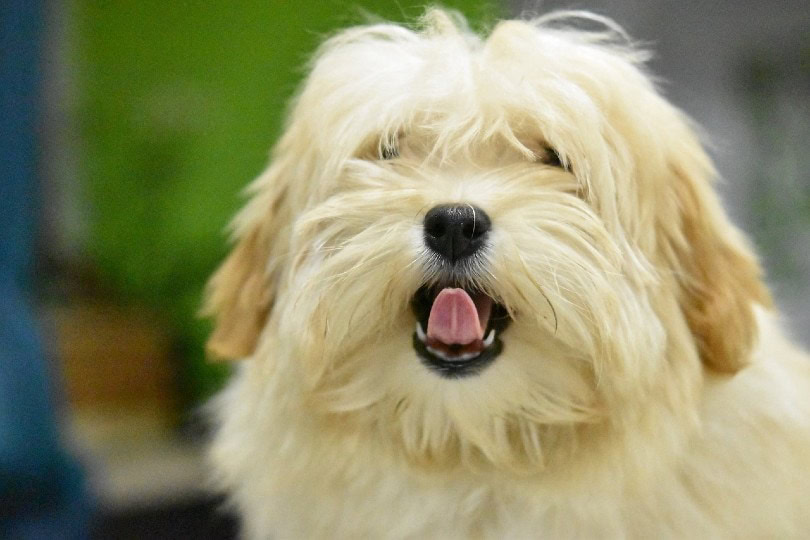 dog licking air