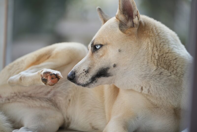 dog looking at his feet