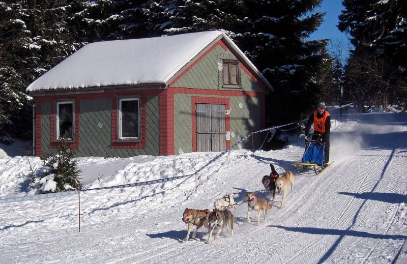 dog mushing during winter
