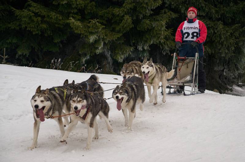 dog mushing on the snow