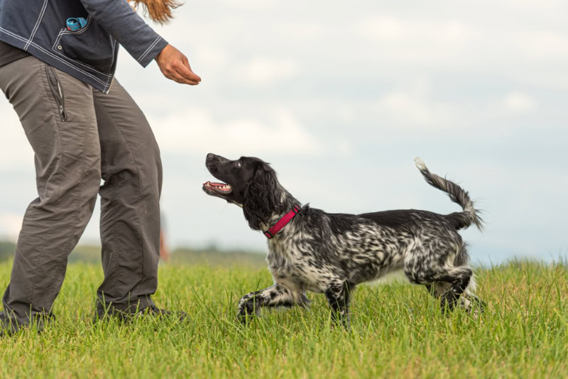 dog obedience training