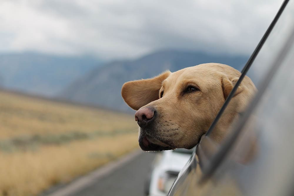 dog peaking outside car windows