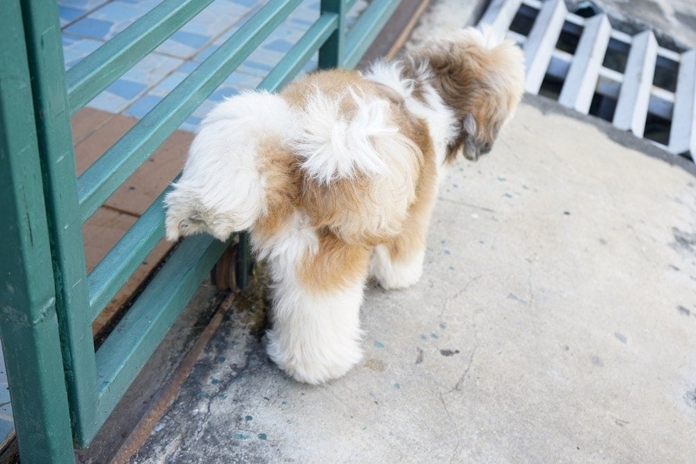 dog peeing on door