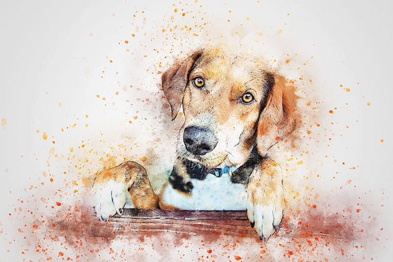 dog portrait