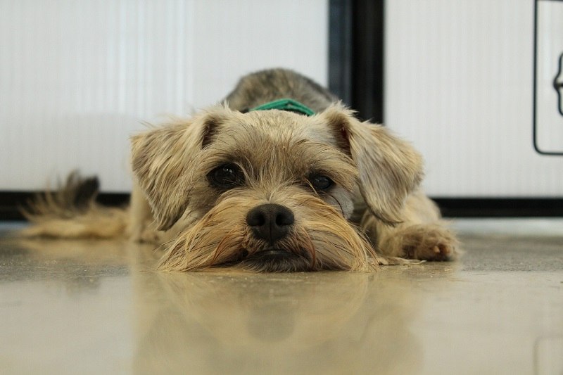 dog rescue sad pixabay