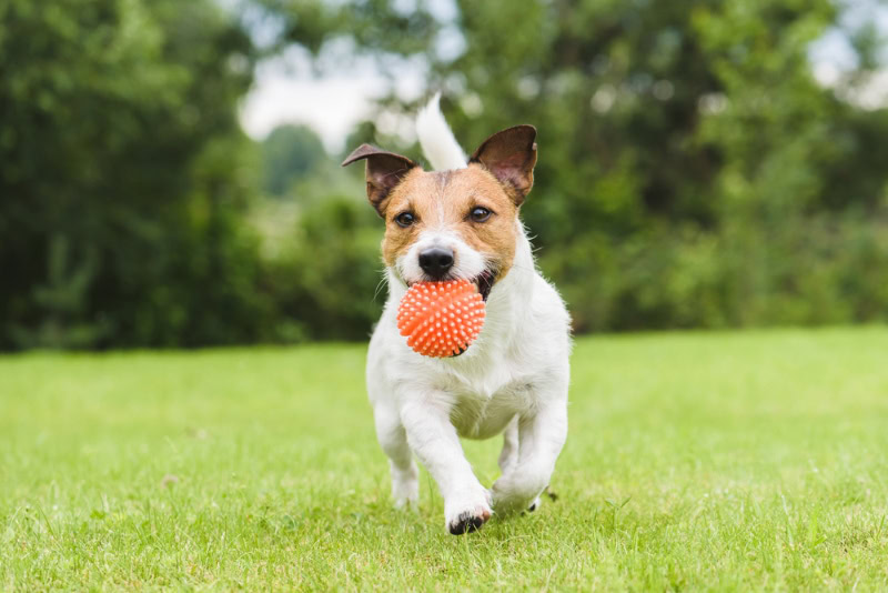 dog running and playing with orange ball toy
