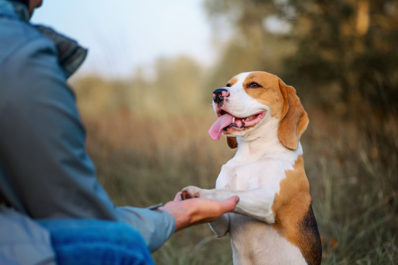 dog shaking hands or paws command