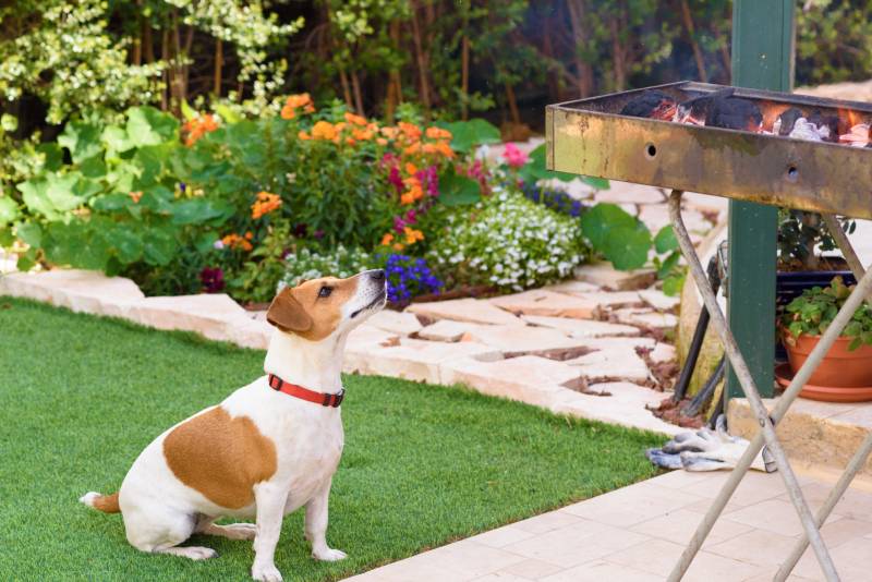 dog sitting close to barbecue grill in the backyard