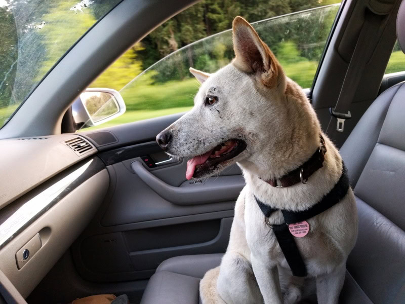dog sitting inside the car