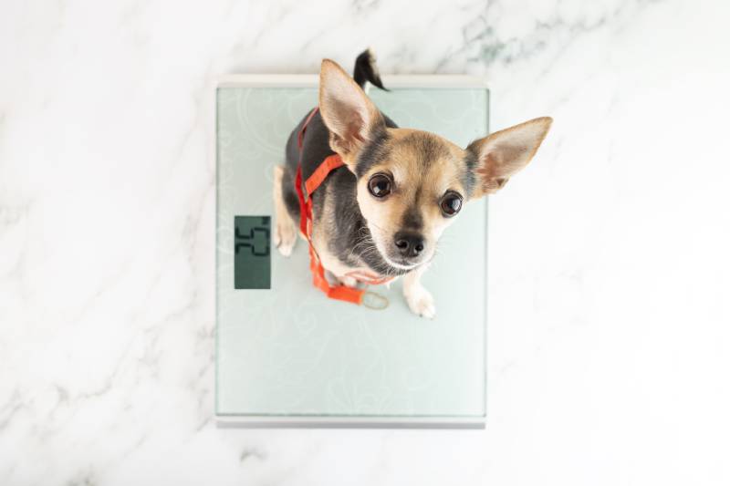 dog sitting on the weighing scale