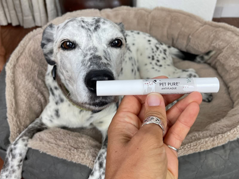 dog sniffing anti-plaque pen