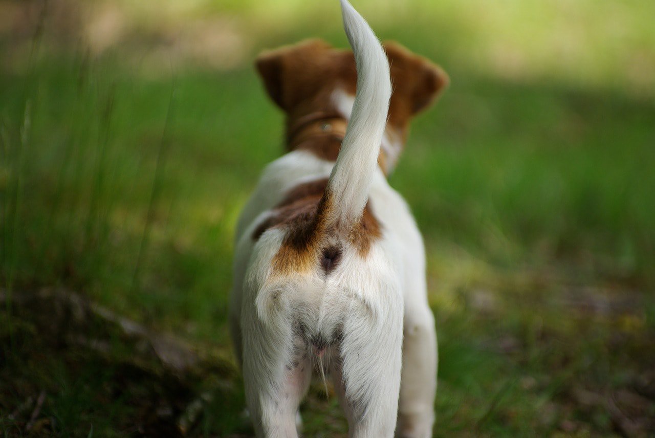 dog tail