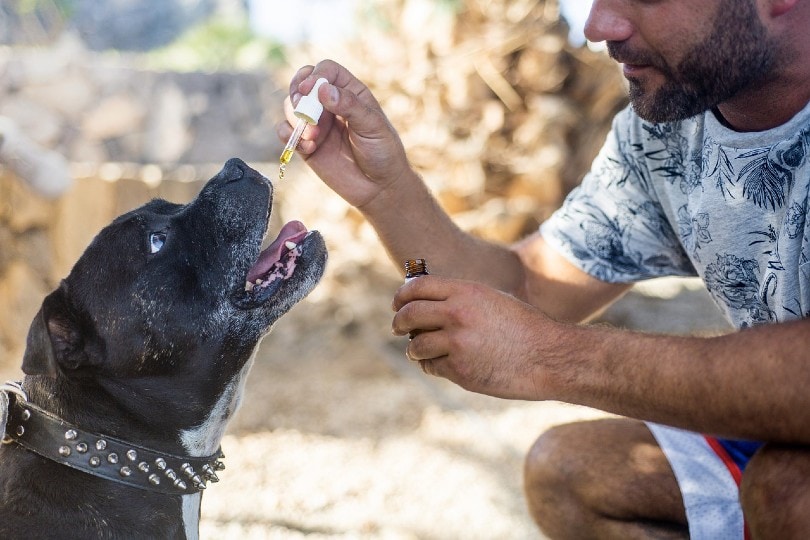 dog taking cbd oil