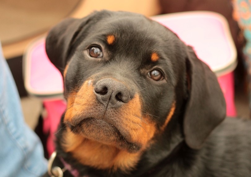 dog tilting head