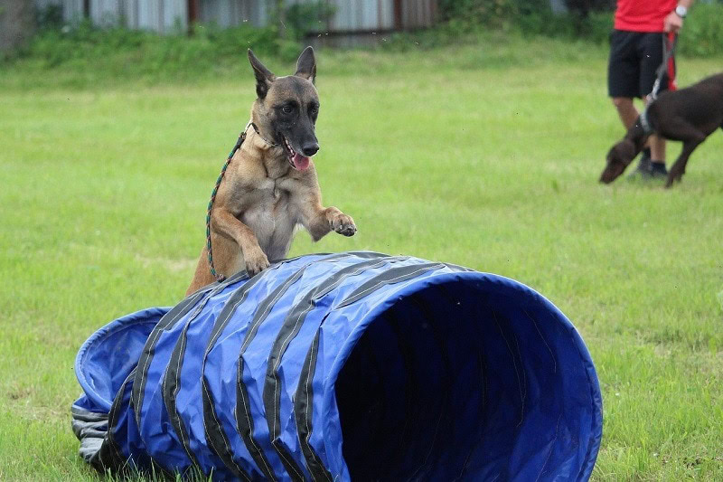 dog training