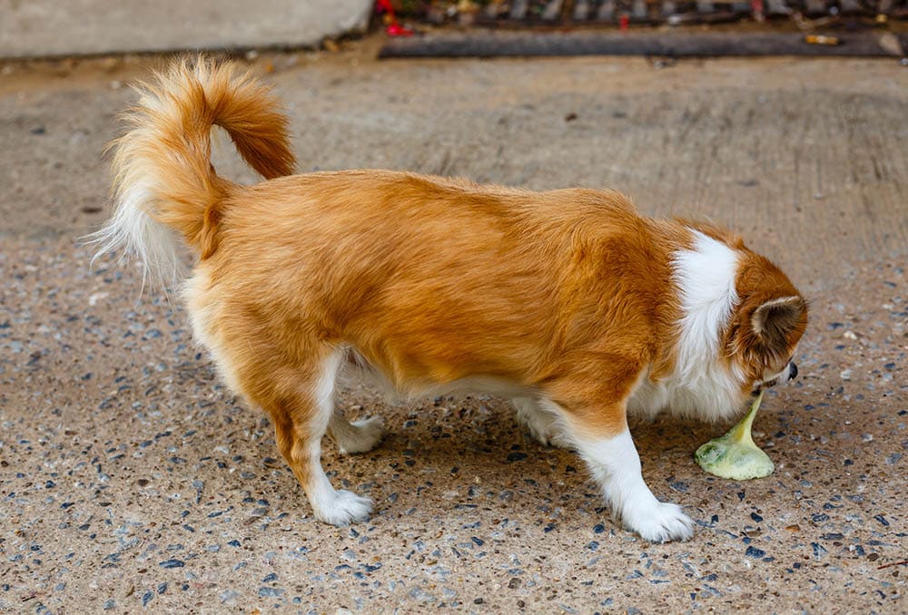 dog vomits white bile