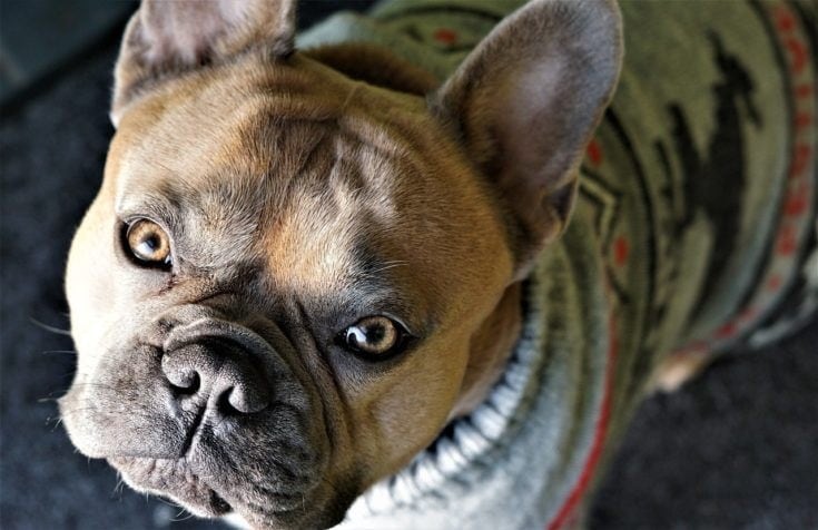 dog wearing a sweater