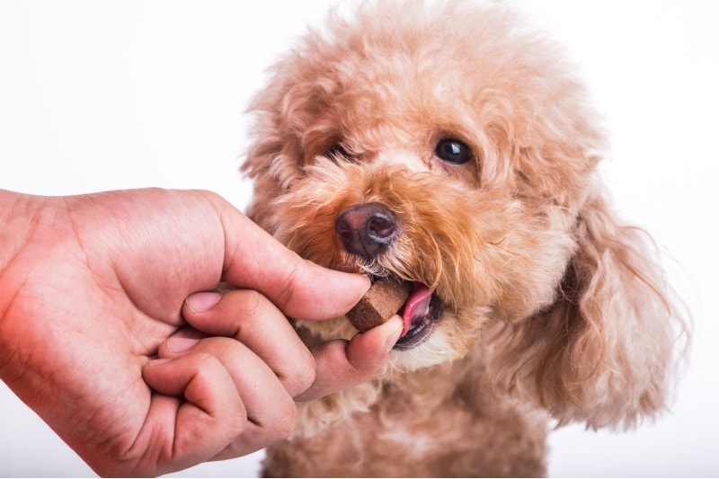 dog with chewable to protect and treat from heartworm disease