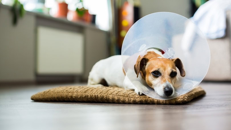 Dog with cone collar