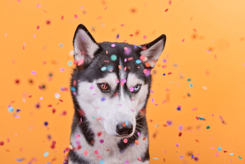 dog with confetti
