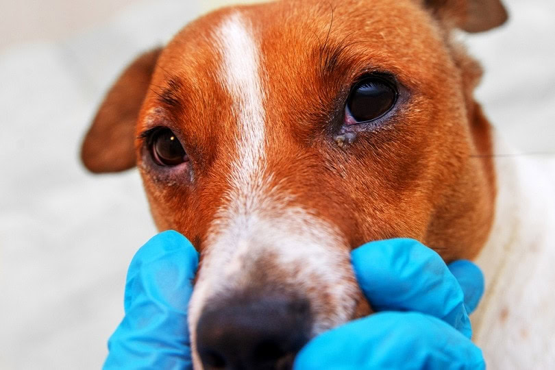 dog with eye problem