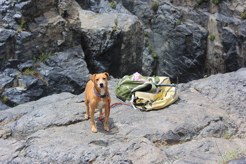 dog with hiking gears