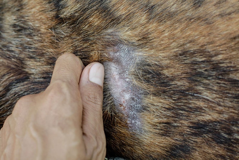 dog with scaly skin