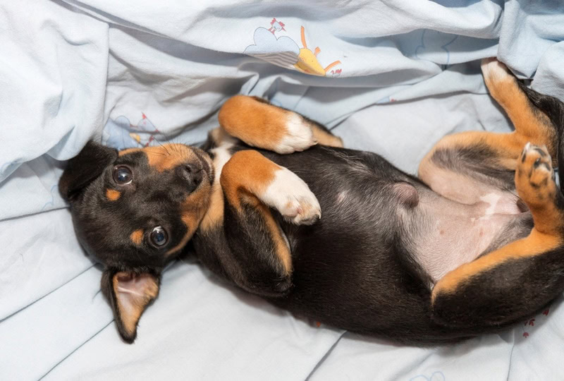dog with umbilical hernia