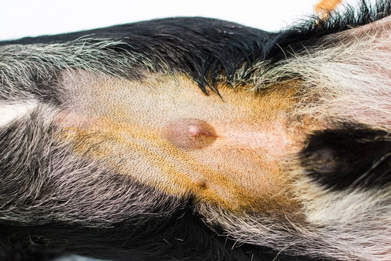 dog with umbilical hernia